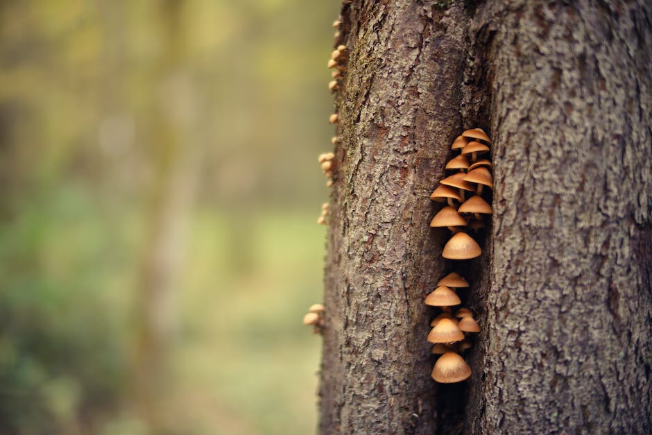 Pilze wachsen nach Mondphasen